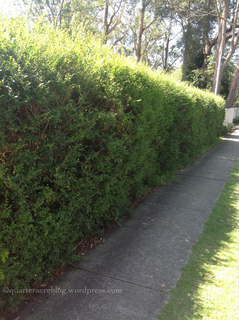 The old privet hedge
